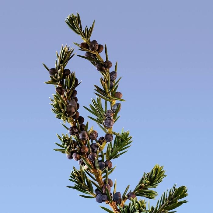 CK_Be_Eau_De_Toilette_online_in_dubai