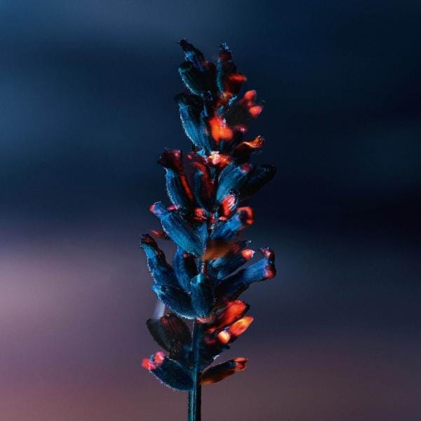 Dior_Sauvage_Elixir_ingredients