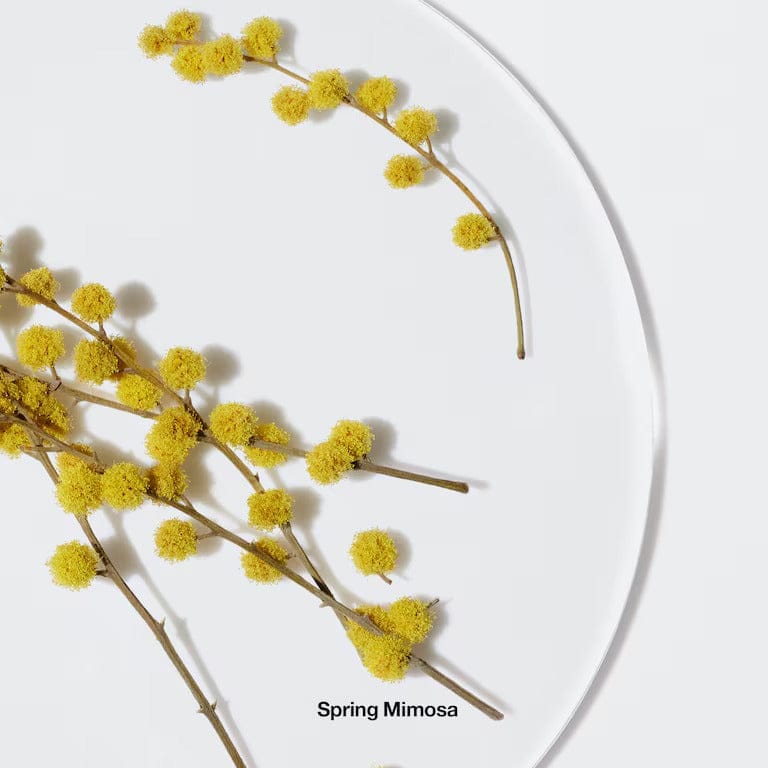 spring_mimosa